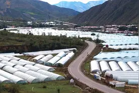 河北崇礼：彩椒错峰上市 奏响增收“椒”响曲图片