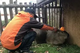 与世界上最大的啮齿动物亲密接触！野生动物园上新水豚乐园，10只水豚憨态可掬图片