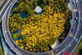 福州：黄花风铃木惊艳绽放图片