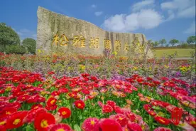 松雅湖畔，每棵树都是一段跨国佳话 | 山水洲城记图片