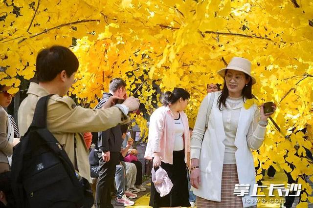 石燕湖“红枫银杏隧道”火了，初冬秋景刷爆社交平台