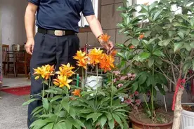 用神话故事演绎崂山风物致敬蒲松龄！青山村曲新春用崂山植物自编神话故事《崂山百草话聊斋》图片
