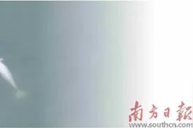 北江再现中华白海豚 清远佛山两地接力守护图片