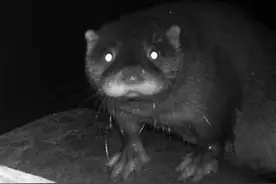 獭祭：水鬼的黎明？（上篇）图片