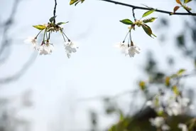 生长贴+小儿推拿，助力孩子春季长高！图片