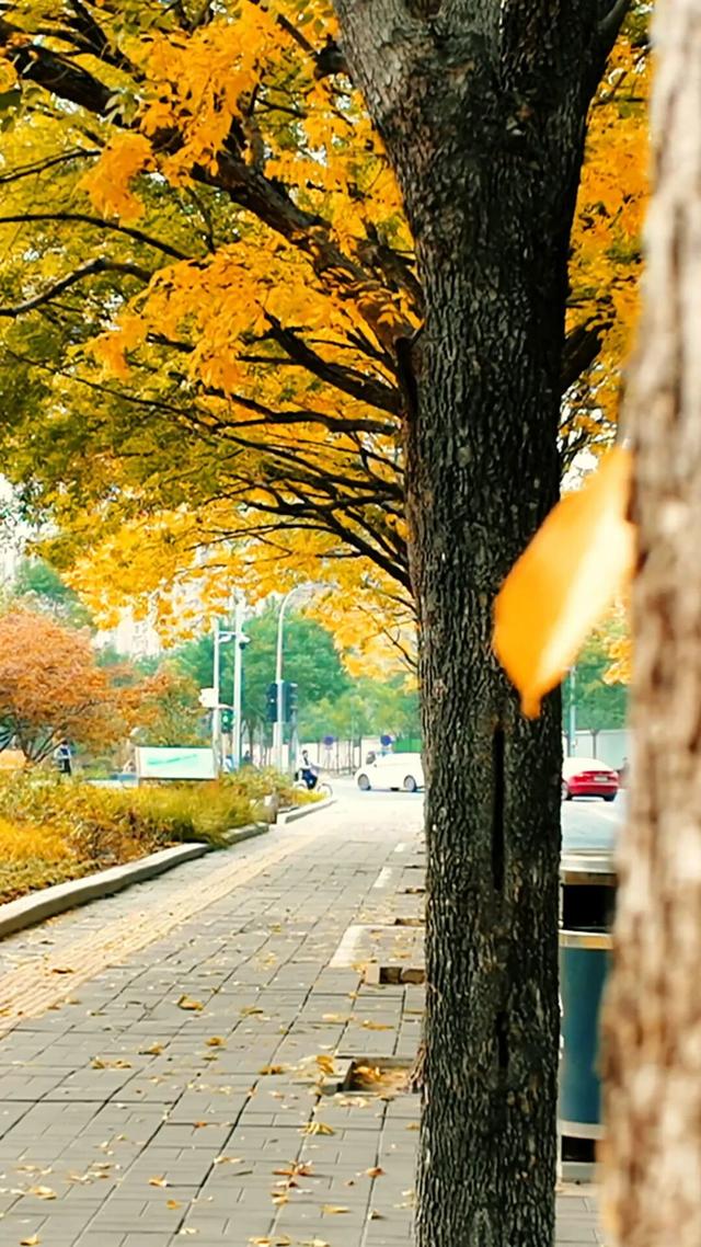 黄金大道秋意浓，石景山这条路进入最佳观赏期！