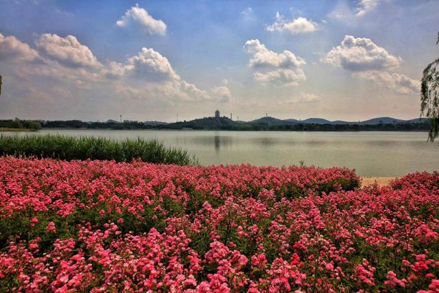 这里不止阿胶和玫瑰！济南平阴18处共享绿地 22公里绿道 逛公园成生活常态