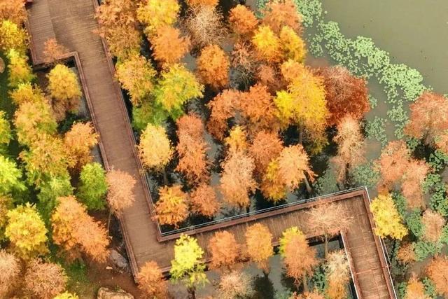 南宁冬日顶流变色了，这几个地方的落羽杉美到失语→