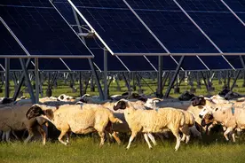 光伏板下养牛羊，可行！图片