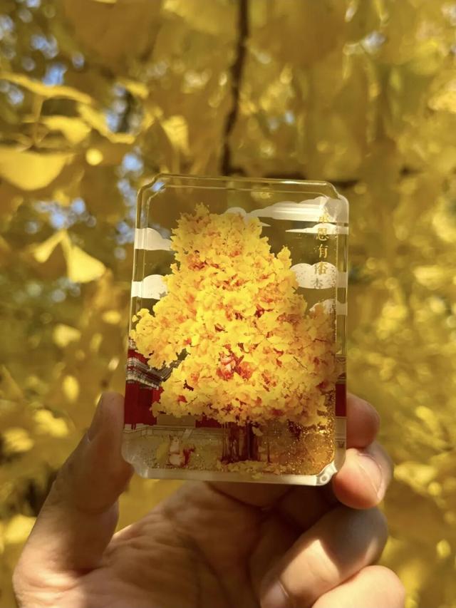 绝美！北京秋季颜值已达巅峰！这样定格最美秋天！