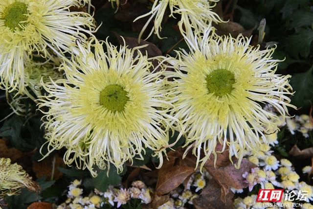 岁暖时刻丨“星城醉菊”正当时：岳麓山菊花展惊艳绽放，一眼入画！