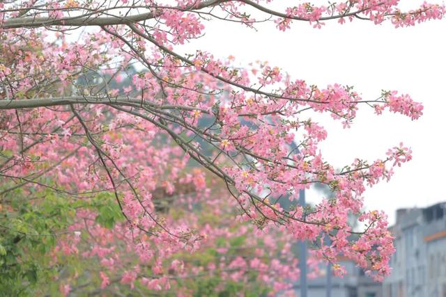 视觉增城｜粉黛碧道！邂逅增城冬日的浪漫
