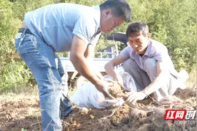 安仁县华王乡东桥村：做好“红薯”特色产业  助力产业振兴结硕果图片