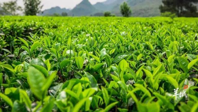 省级推荐！清远两条线路实力入选！