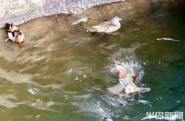 十余只鸳鸯“做客”崂山龙潭水库 深秋生态画卷添灵动生机