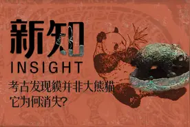 考古发现貘并非大熊猫，它为何消失？丨新知图片