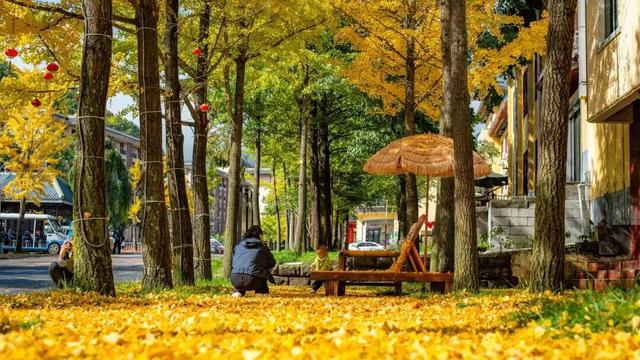 滴！重阳暖心免票福利→这张秋日『头等舱』车票请签收！