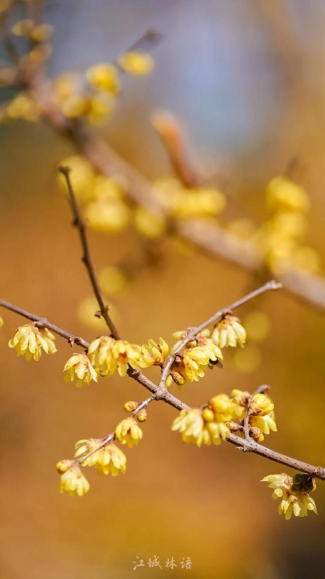 直冲20℃！武汉樱花开了