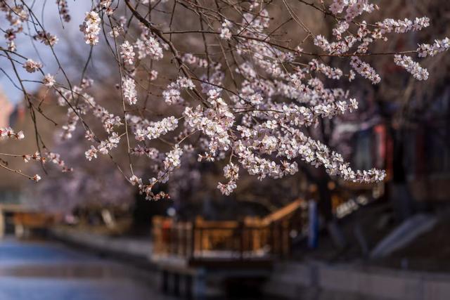 惊艳！北京十里堡桃花绽放，诉说春日浪漫