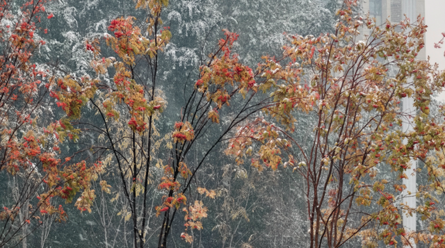 “白雪滤镜”加持，哈尔滨美成童话！熊猫撒欢、雪映枫叶，一起看雪趣大片——