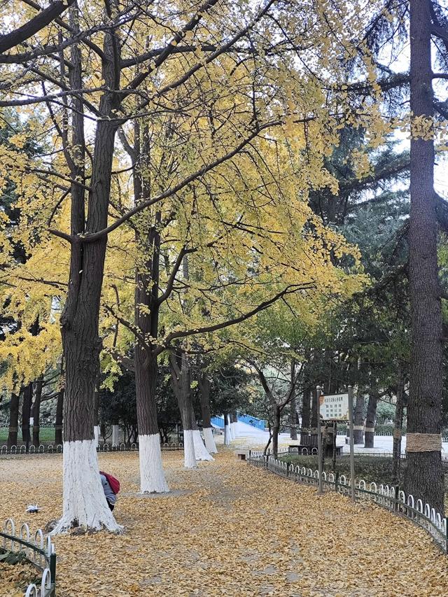 靓丽“秋色”装扮起最美海泊河公园