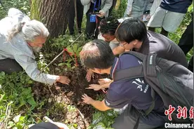外国青年长白山寻参：感悟“仙草”千百年不绝之理图片