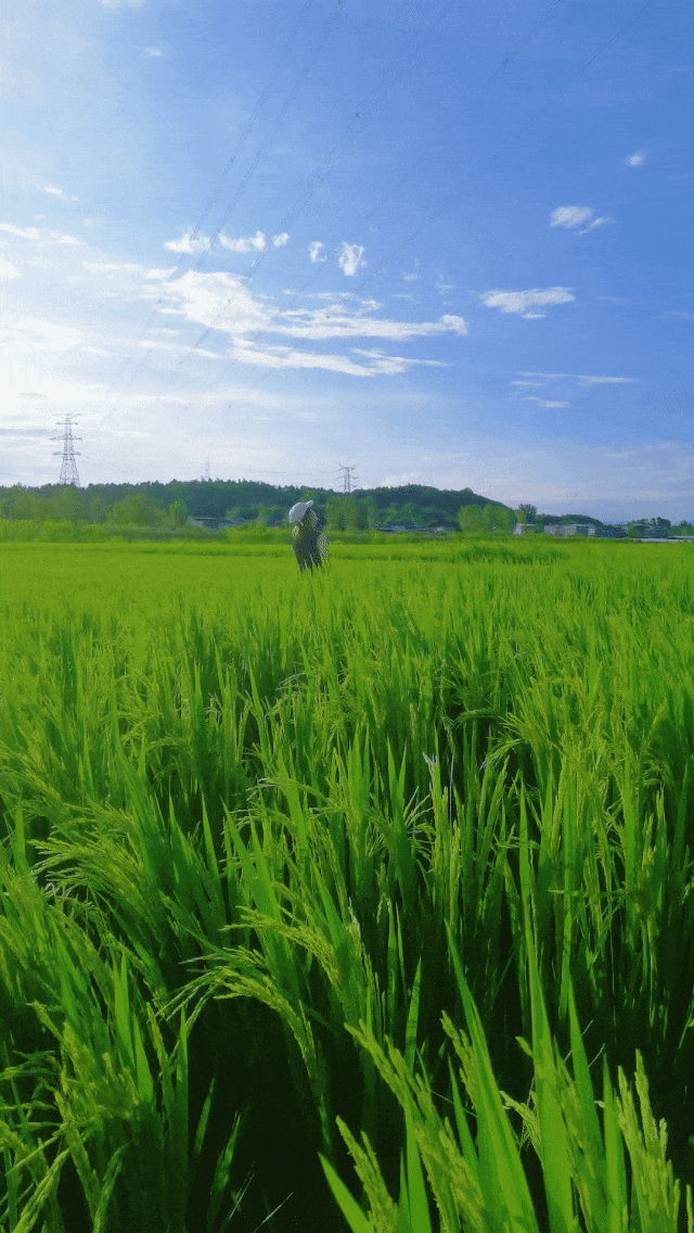 乐游绵阳 清凉一夏 ‖ 又是一年稻花香，游仙这个村庄美成治愈系油画！