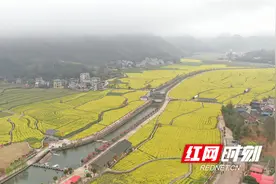 城步金兴村：千亩油菜花海绽放 游客踏春赏花共襄盛举图片