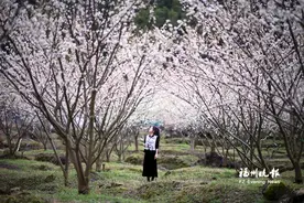 桃花灼灼李花俏 永泰、罗源美景分别上央视图片