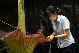 濒危虎颜花开了，无忧花四季常开！华南植物园“新面孔”很美图片