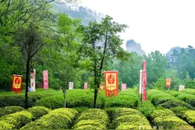 大红袍“醒”啦！武夷星大红袍文化节圆满举办！图片