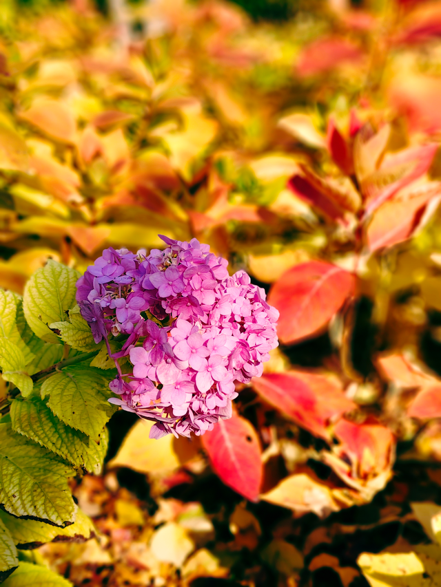 湖畔柳色依旧，陶然亭公园风景正好