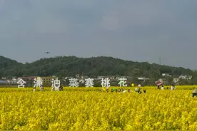 @长沙人这个周末快来赏春光，三月春风里，含浦万亩油菜开放图片