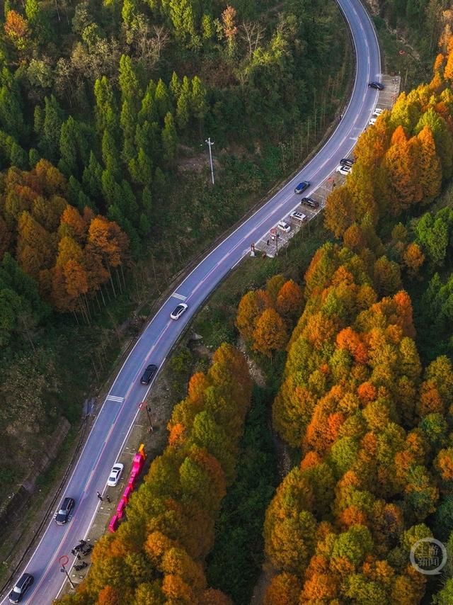 彩林进入黄金期，这条旅游公路美出圈！