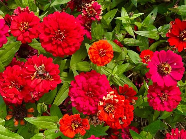 藏在宜丰城区的绝美花海，你打卡了吗？