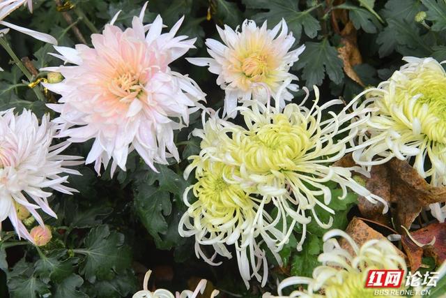 岁暖时刻丨“星城醉菊”正当时：岳麓山菊花展惊艳绽放，一眼入画！