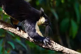 云南高黎贡山百花岭，树上的巨松鼠图片