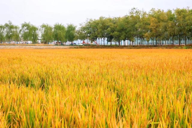 解锁“美拉德”色系！东平的秋天是懂氛围感的