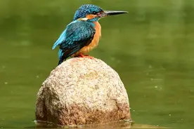 池塘里的“翠精灵”图片