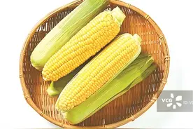 拿玉米当饭吃 真的能减肥吗？图片