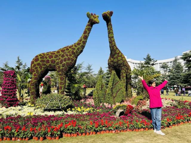 4.9万盆菊花藏在这儿！快来打卡~