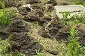 放生变劫生！禁渔期顶风作案！青浦警方破获一起非法捕捞水产品案件图片