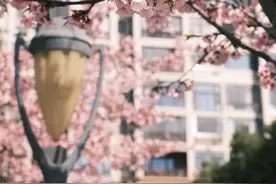 春风起，樱满枝头，邀你一起来定格奉浦春日里的温柔！图片