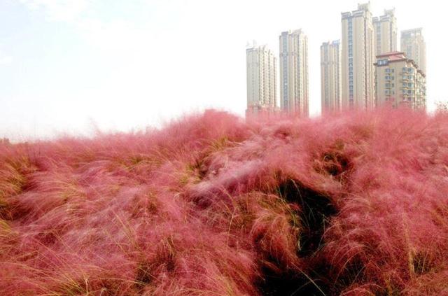 烟台粉黛花海醉游人