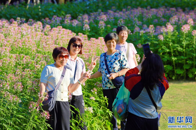 黄昏绽放昼间谢 凤凰沟醉蝶花藏着“限时浪漫”