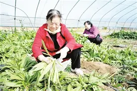 感受农民丰收喜悦图片