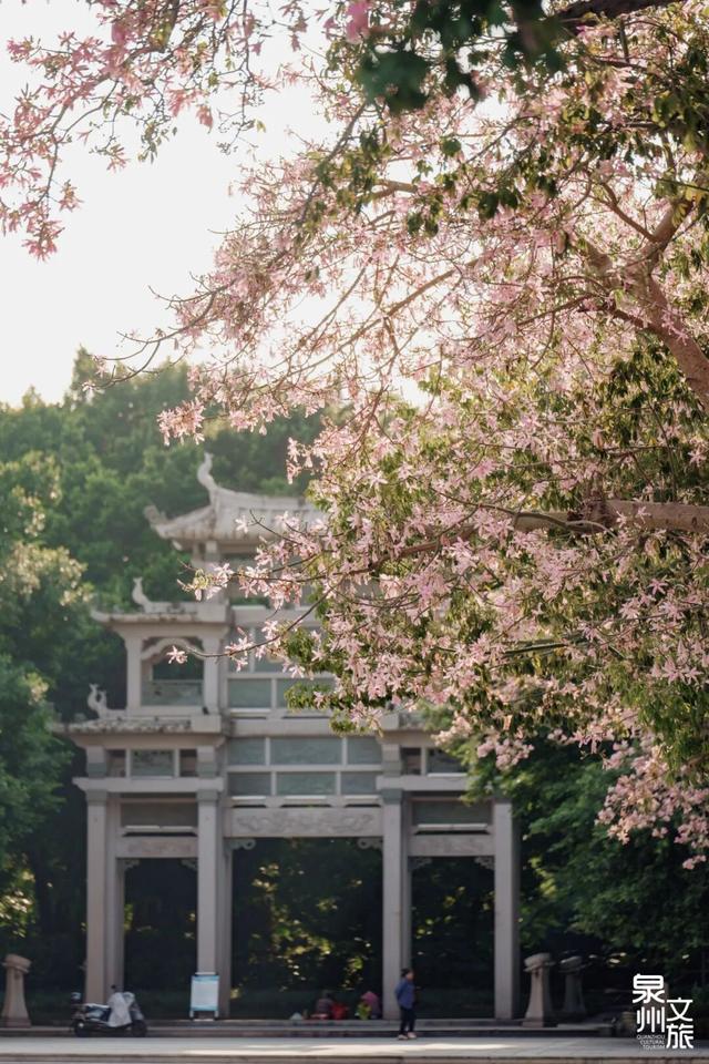 藏在泉州的绝美花海，你打卡了吗？