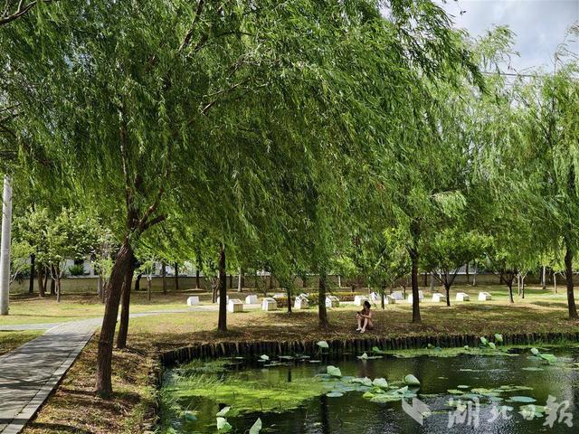 室内阅读、户外撒欢，岱黄高速口多了个“宝藏休息站”