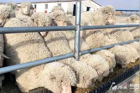 全国最贵羊毛在新疆，什么来头图片