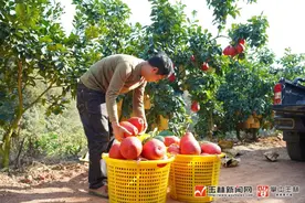 南珠高铁南玉段开通在即，农企代表开心了图片